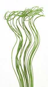 2oz Velvet  Curly Ting Ting - Green