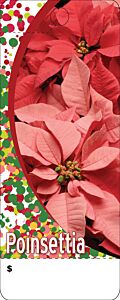 Care Tag - Poinsettia